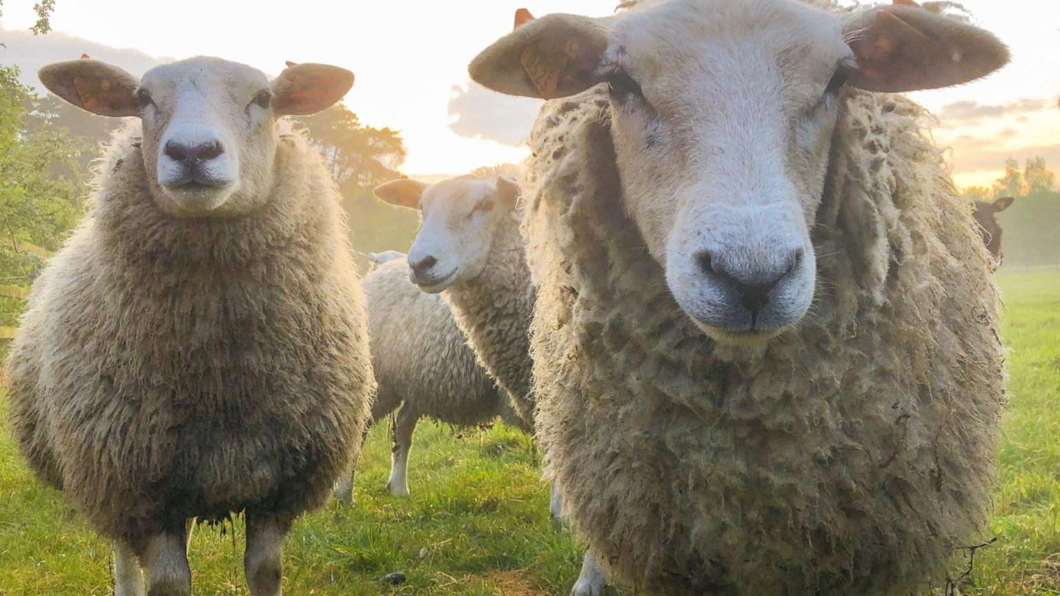 Ett gäng ulliga får