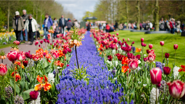 En hollndsk rabatt med bland annat tulpaner i